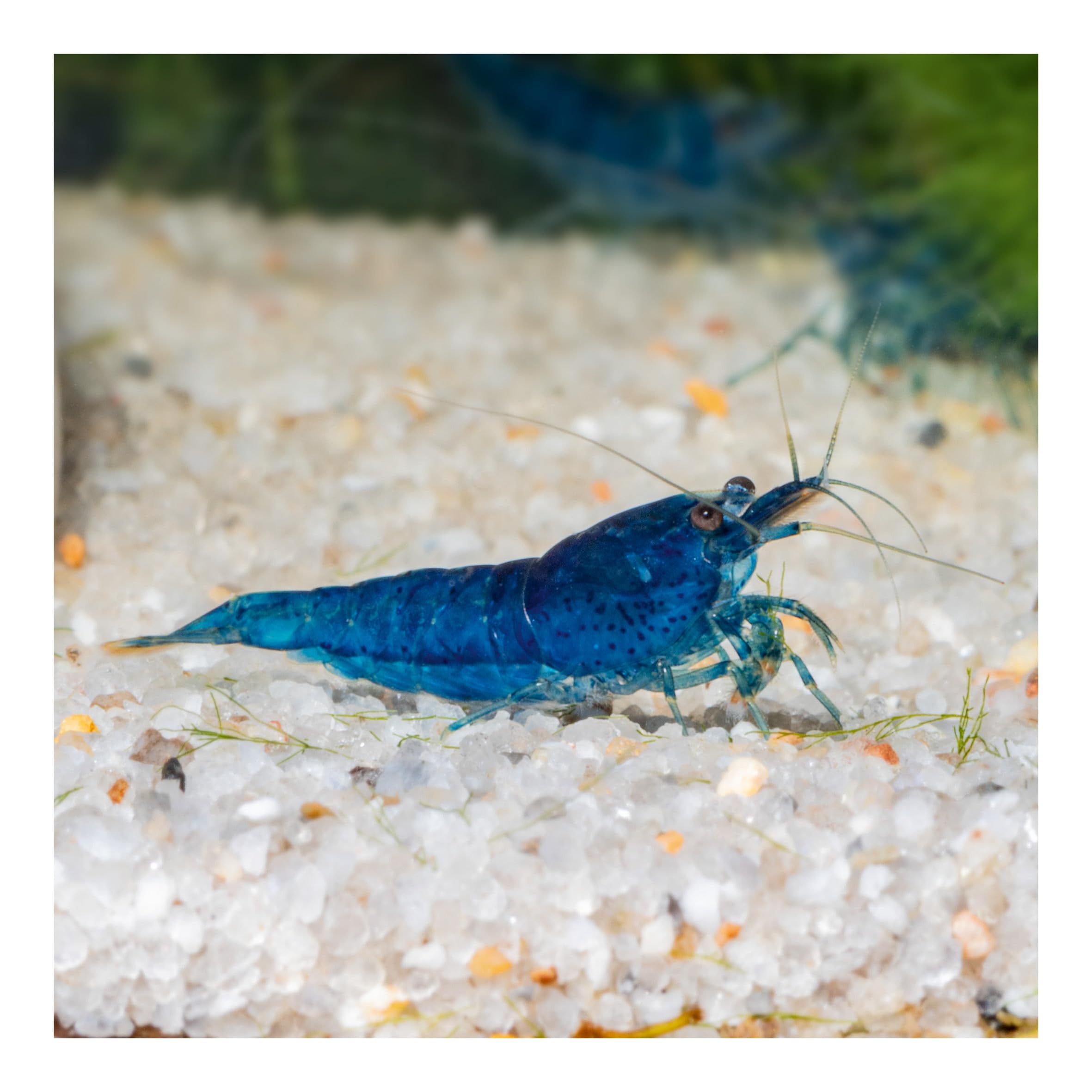 10 x Blue Velvet Zwerggarnele, Blaue Garnele Neocaridina davidi