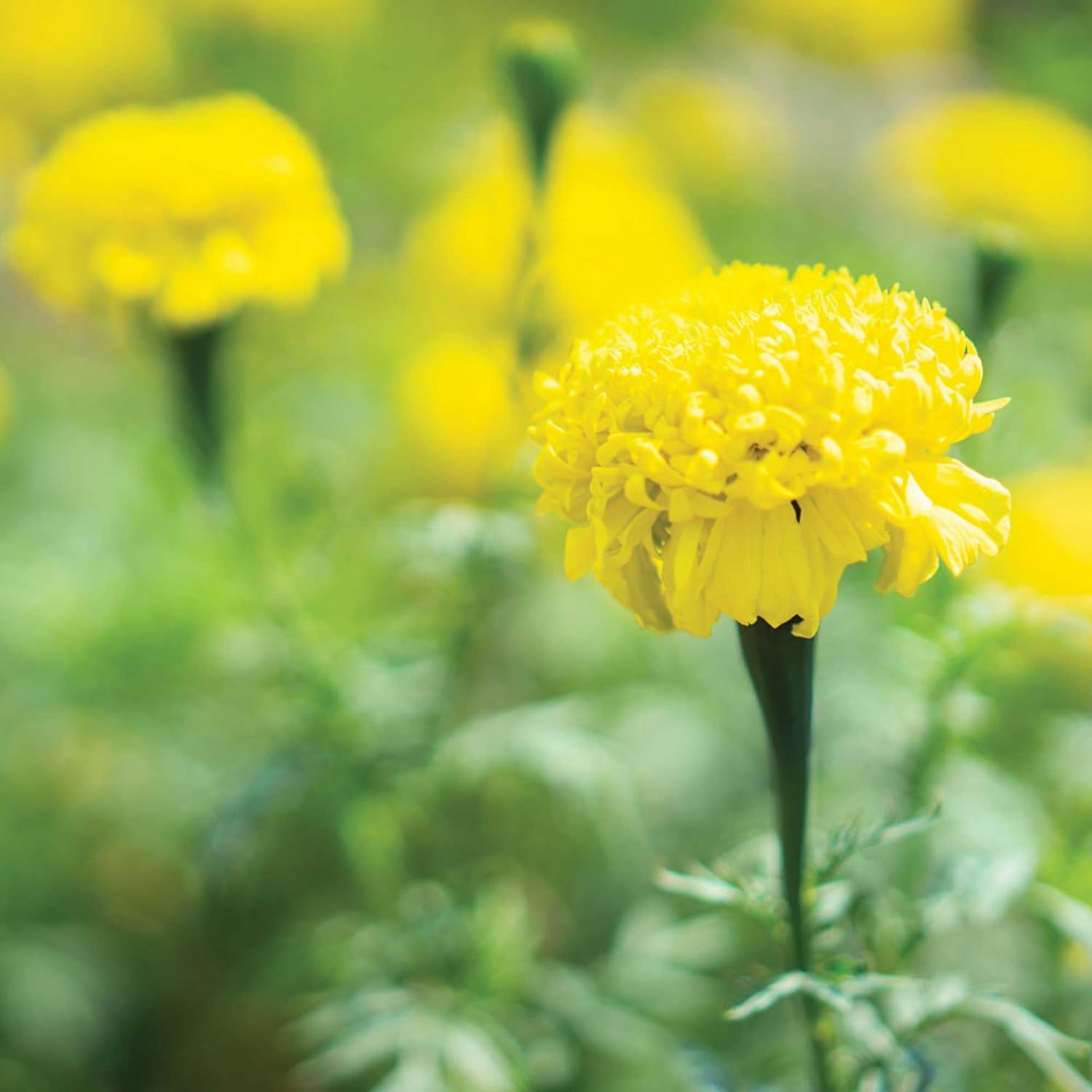 YASOU Hydrating Body Cream With Essential Oils (8oz) | Moisturizing Body Butter Cream | Body Lotion | Restorative For Dry Skin | Handmade