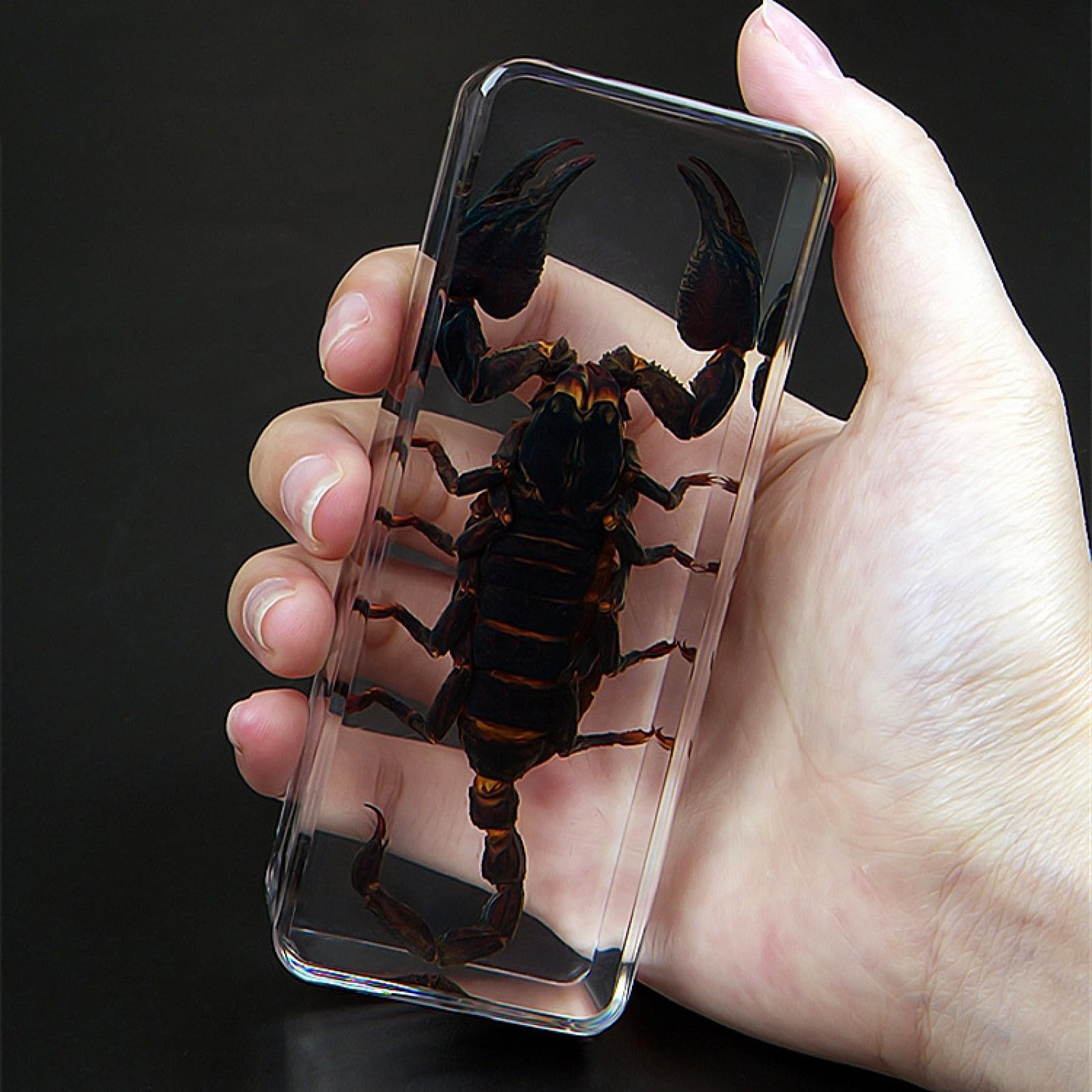 DRXRD Käfer Probe Dekor, Bernstein Insekt in Harz Ornament, Kunsthandwerk Tierpräparation, Einzigartiges Tolles Geschenk Scorpion