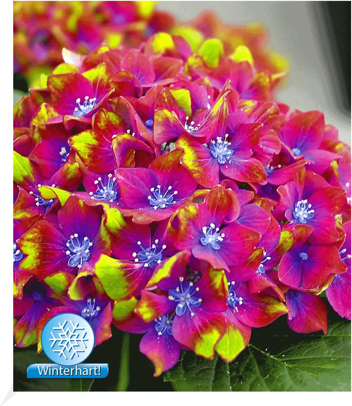 BALDUR Garten FreilandHortensien 'Saxon® Schloss Wackerbarth', 1