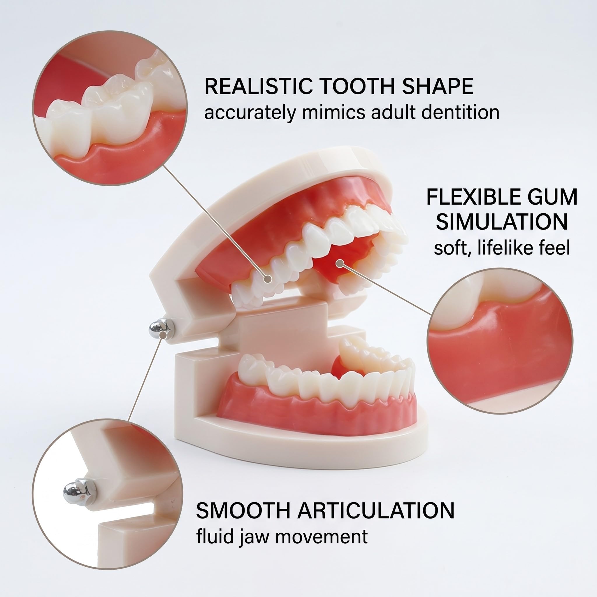 1 Pezzi Modello Di Denti Dentali Typodont, Materiale In Pvc Denti Di Ricambio Per Studi Dentistici, Studenti Di Odontoiatria