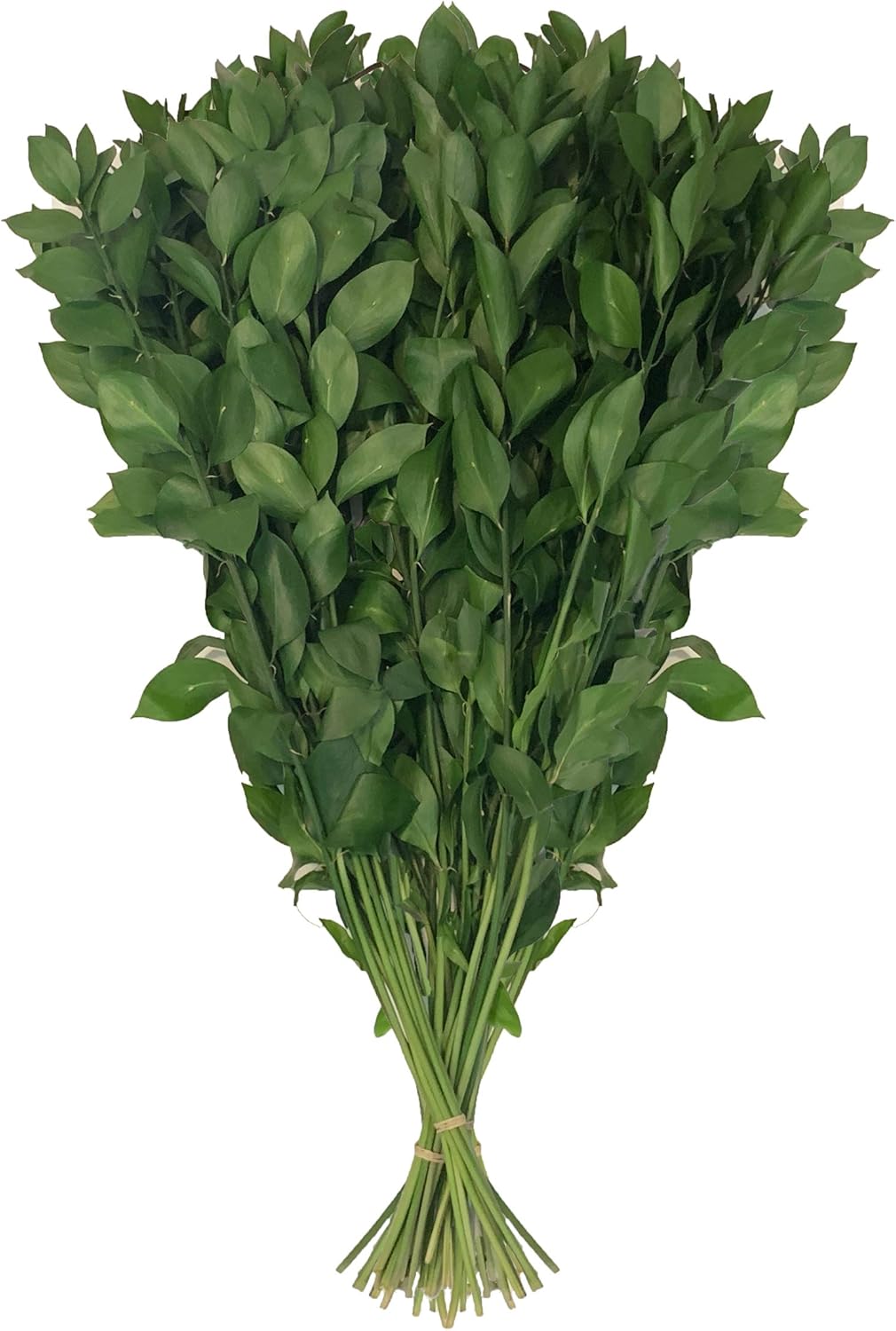 Fresh Cut Israeli Ruscus - Dark Green (3)