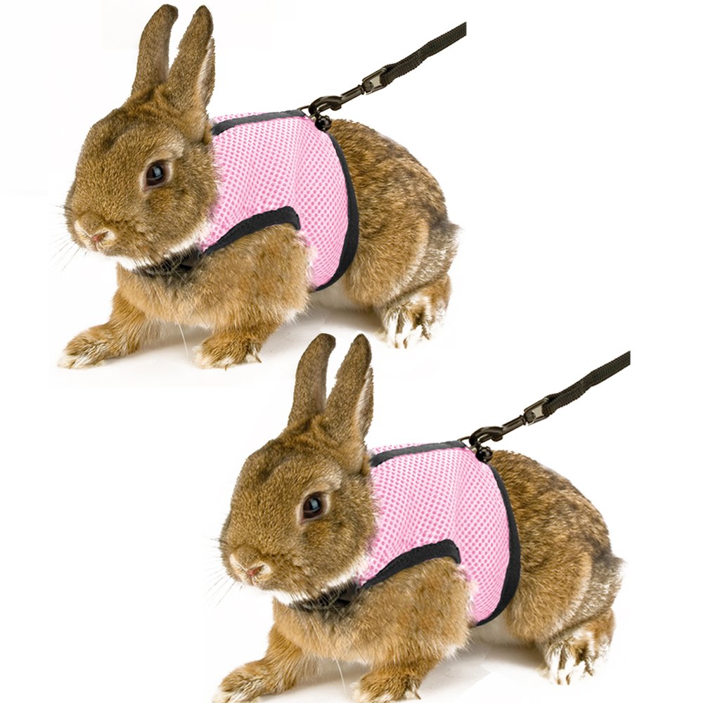 bunny leash amazon