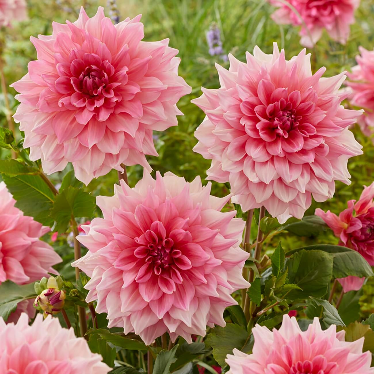 Van Zyverden Dahlias Otto's Thrill Set of 5 Bulbs