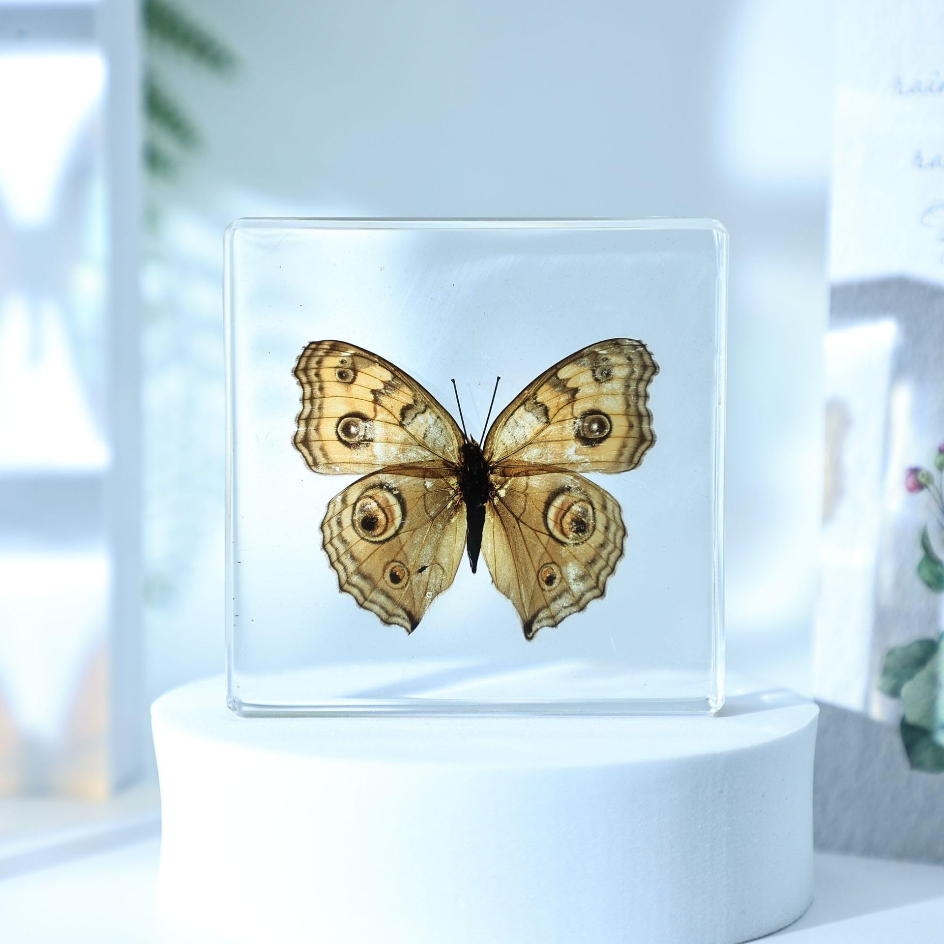 Real Butterfly Resin Paperweight,Butterfly in Resin for Children to Observe Creatures,Butterfly Specimen Paperweight for Desk, Office-Junonia almana(3x3x0.5inch)-D