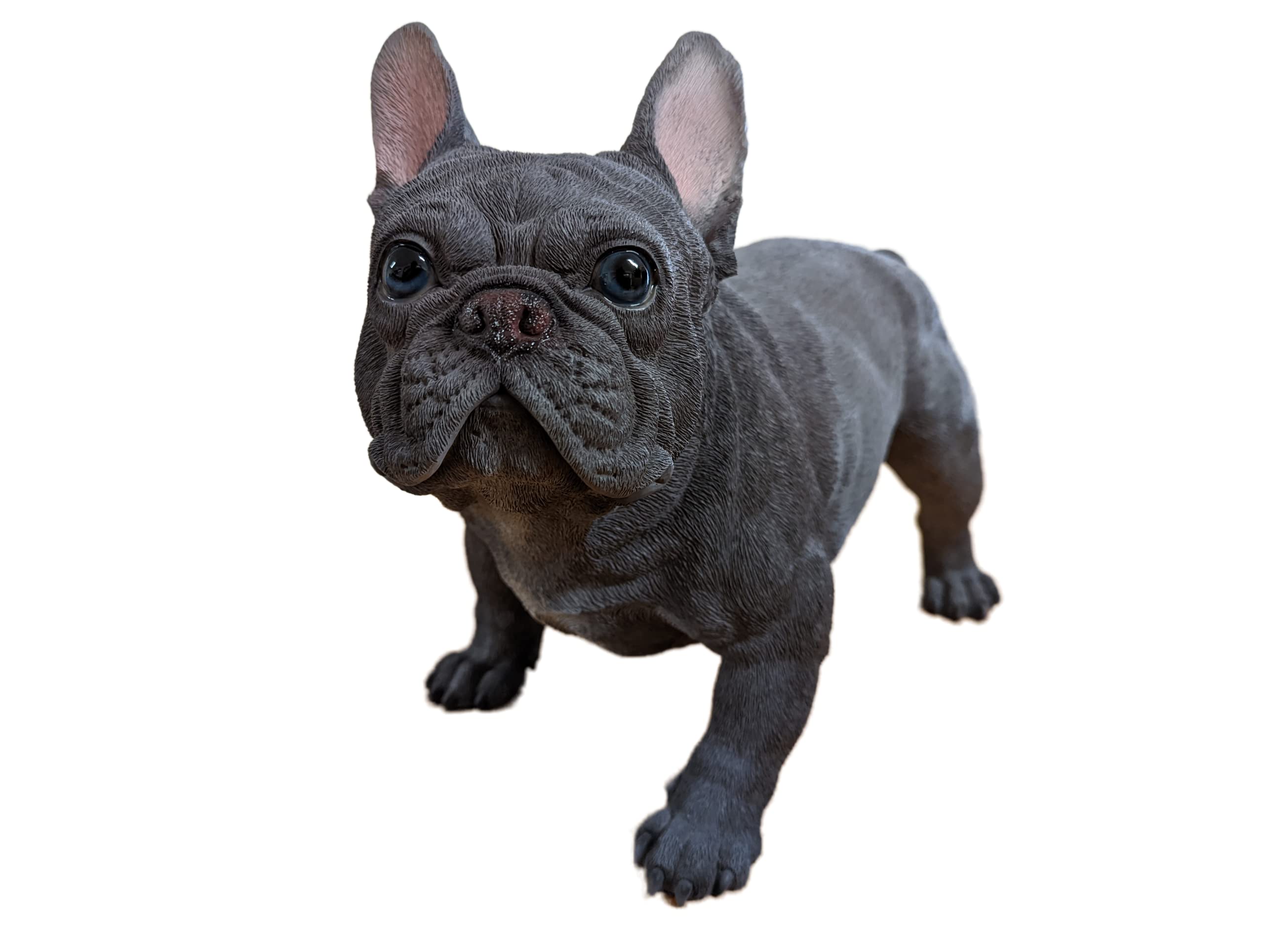 Vivid Arts Realistic Large Blue French Bulldog | Resin Home or Garden Decoration | XRL-BFRB-A