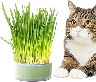 Cat Grass Planter Box, Plant Germination Trays, Cat Grass Growing Kit, Household Cat Grass Box, Cat Grass Sprouter Tray, Cat Grass Planter, Catnip Planter, Grass Box, Cat Grass Growing Tray for outdo