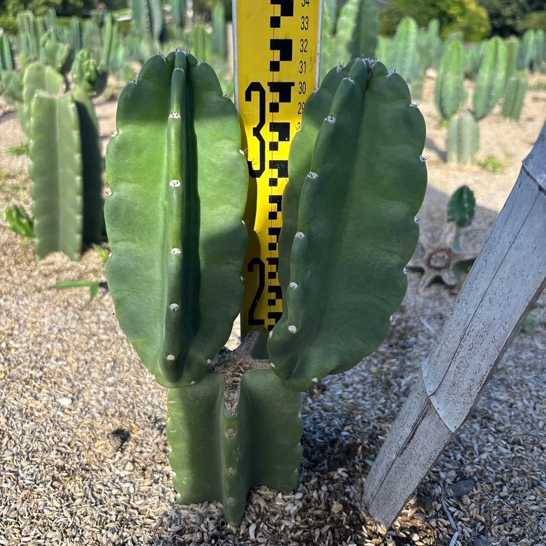 越冬まとめ買ok 柱サボテン 鬼面角　7頭発根　サボテンブランチ　ドライガーデン 越冬まとめ買ok 柱サボテン 鬼面角 7頭発根 サボテンブランチ ドライ