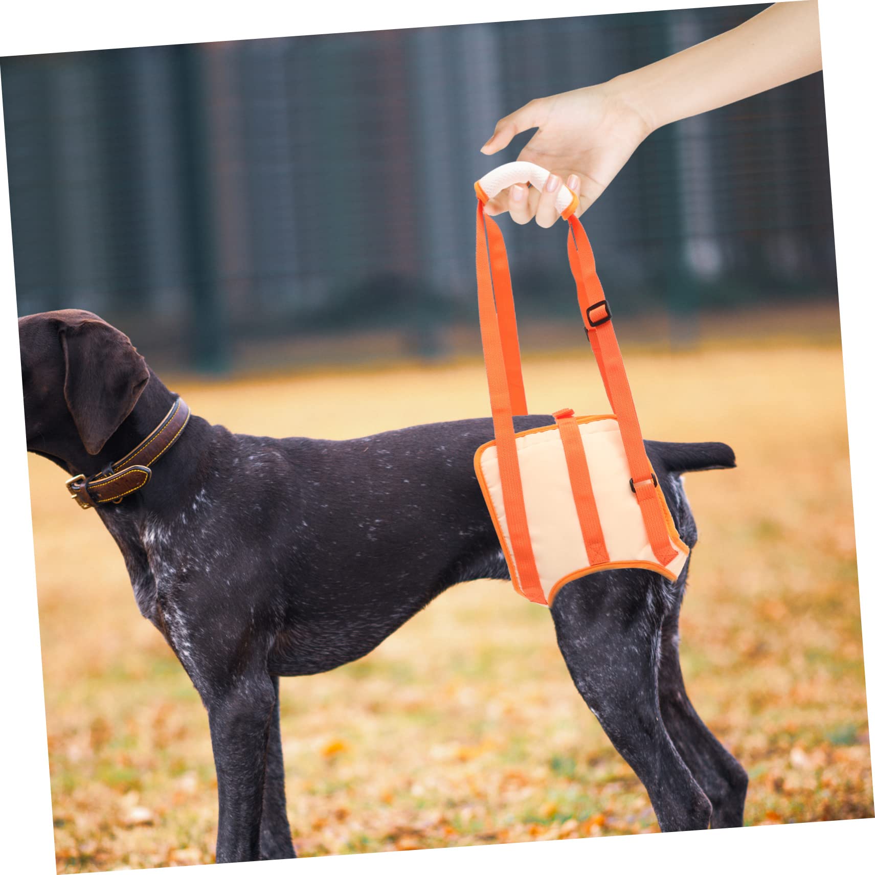 BESPORTBLE 4 Pièces Ceinture D'Assistance Aux Jambes pour Animaux De Compagnie Harnais De Protection pour Chien Harnais D'Extérieur pour Animaux De Compagnie Harnais De Soutien pour Chien