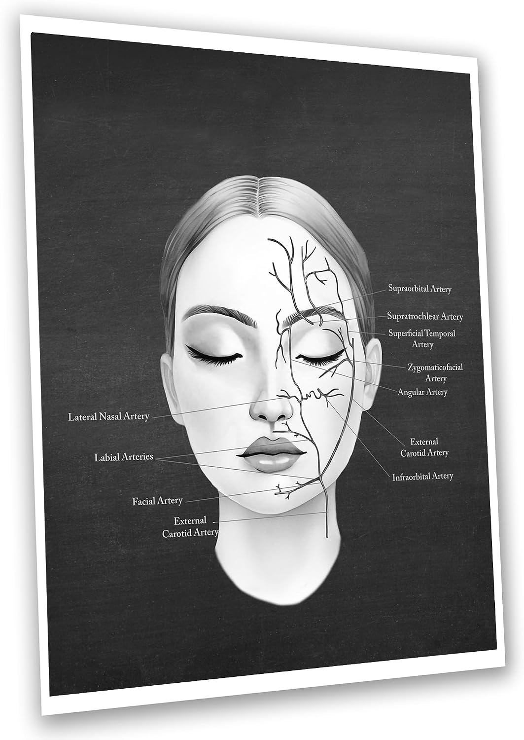 Gnosis Picture Archive Face Anatomy Chart of Facial Fat Pad, Muscles, Blood Vessels Set of 3 Art Unframed Prints Doctor Office Decor, chalkboard, black, white