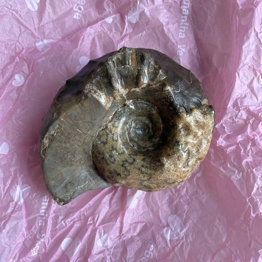 アンモナイト アンモライト 化石 恐竜 三葉虫 古代生物 ジュラシック 博物館 Amazon | アンモナイト アンモライト 化石 恐竜 三葉虫 古代生物