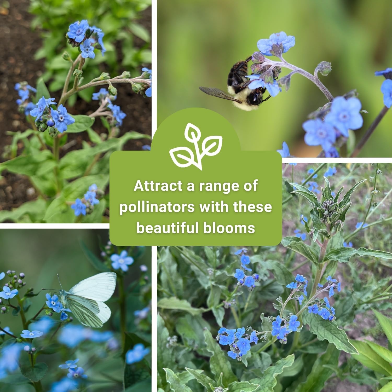Sow Right Seeds - Forget-Me-Not Seeds for Planting - Non-GMO Heirloom Variety - Memorial for Celebration of Life - Grow Forget-Me-Not Flowers - Perfect for Gardens and Special Occasions (25)