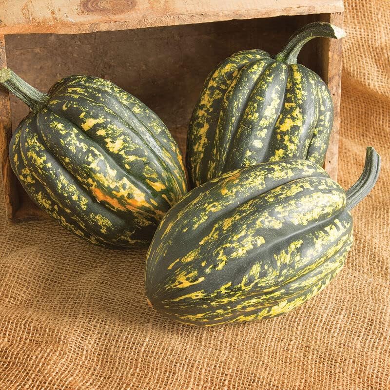 Semillas de calabaza de bellota de noche estrellada para plantar  Cultiva tu propia decoración de otoño - Se envía desde Iowa Estados Unidos 50