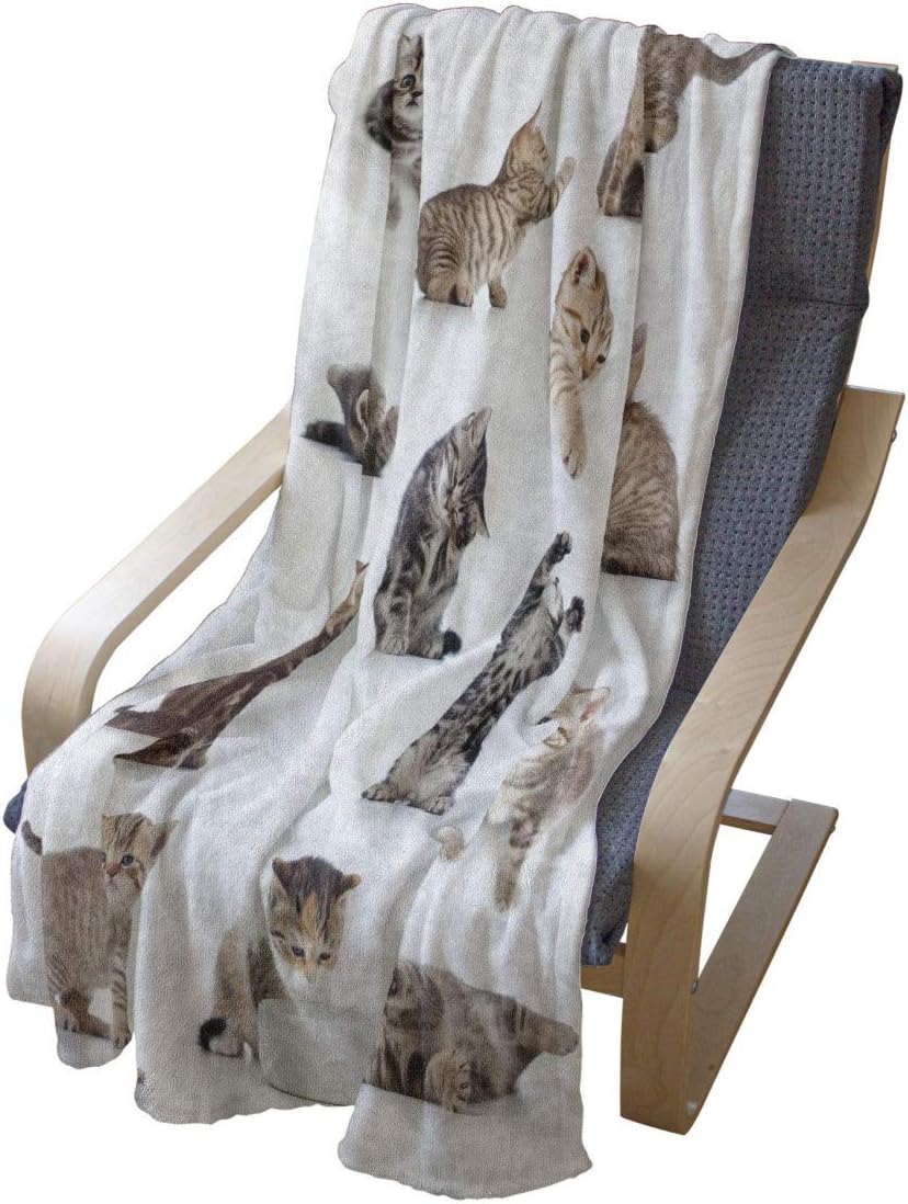 Lunarable Cat Throw Blanket, Group of Funny Playful Kitten Pet Scottish Tabby Striped Pussu Animal Design, Flannel Fleece Accent Piece Soft Couch Cover for Adults, 60" x 80", White Grey