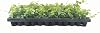 Creeping Fig Plant Ficus Pumila Climbing Vine - 30 Live Fully Rooted Plants