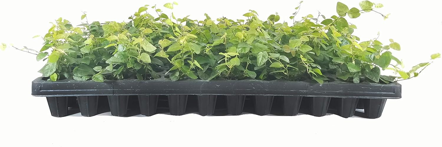 Creeping Fig Plant Ficus Pumila Climbing Vine - 30 Live Fully Rooted Plants