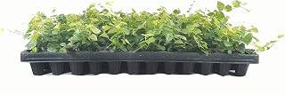 Creeping Fig Plant Ficus Pumila Climbing Vine - 30 Live Fully Rooted Plants