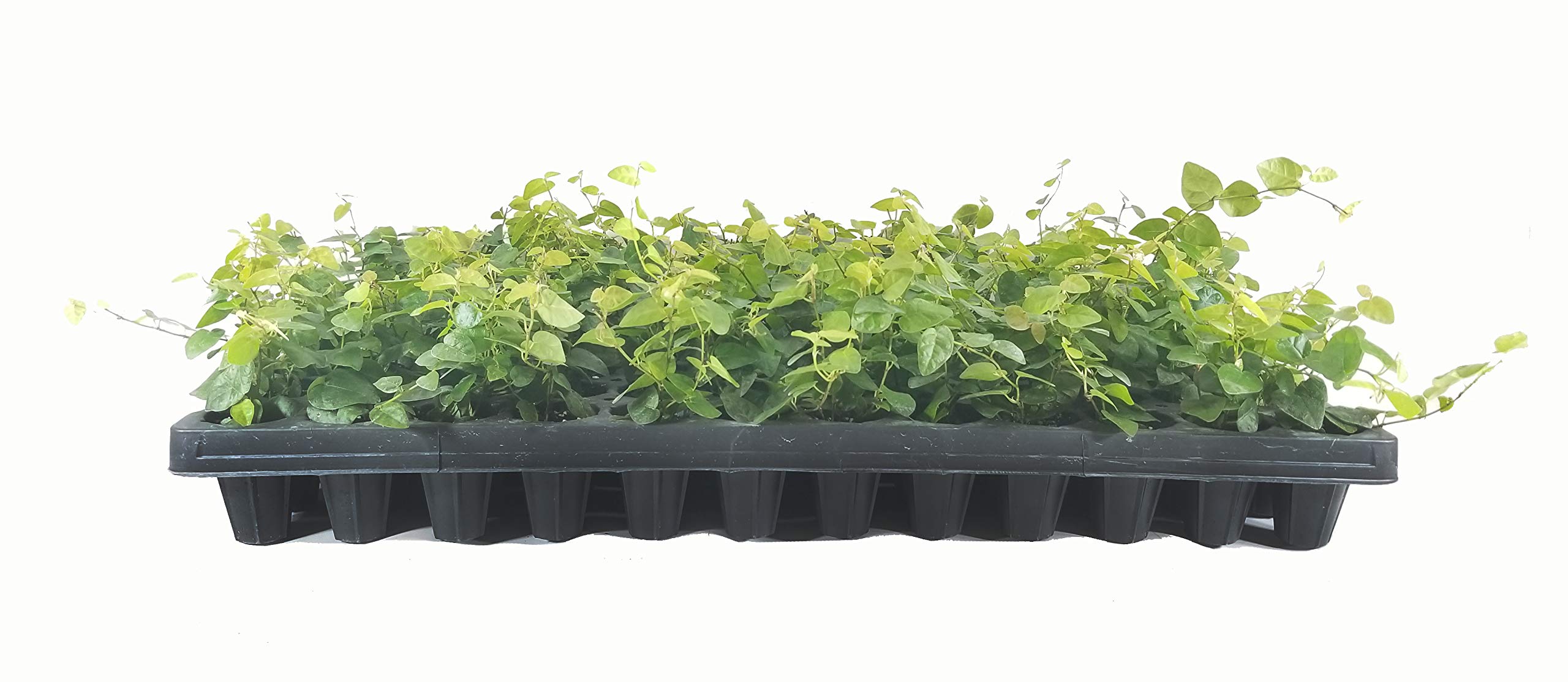 Florida Foliage Creeping Fig 30 Plants