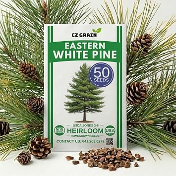 Eastern White Pine Tree Seeds for Planting 50 Seeds, Pinus strobus Evergreen Tree, Fast Growing Privacy Tree, Cold Hardy Outdoor Plant, Landscaping Windbreak Backyard Growing