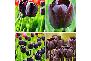 Purple Queen of the Night Tulip Bulbs - (15) Bulbs for Fall...