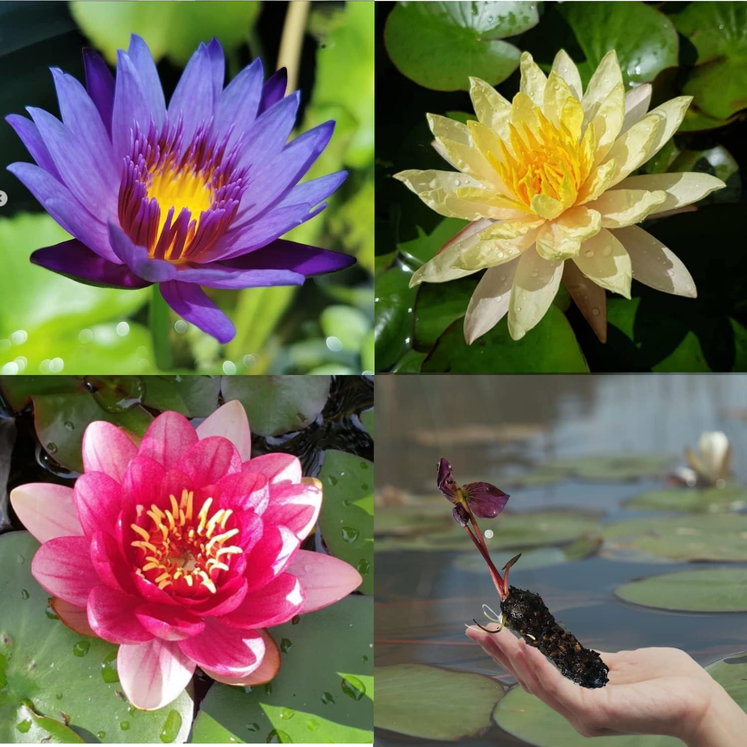 3 Pack Live Water Lily Tubers Freshwater Aquatic Plant Pond Garden Colorful by Greenpro