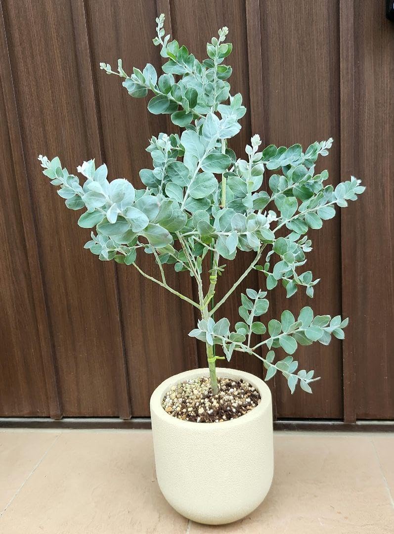 S-86 超希少 サンスベリア タワー 斑入り 輸入株 鉢ごと発送 S-86 超希少 サンスベリア タワー 斑入り 輸入株 鉢ごと発送