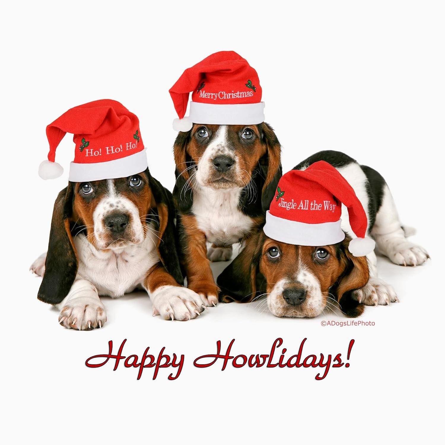 CafePress Basset Hound Christmas Folded Greeting Cards (10-pack) Matte