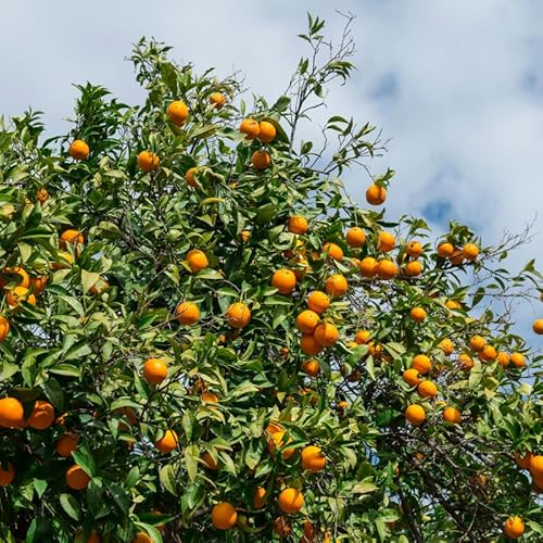 Mandarin Orange Tree, Mandarin Orange Grafted 2 Feet Height Tree Plant, Large Citrus Trees, Live Fruit Tree for Outdoor Planting No Ship to CA