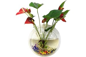 Outgeek Wall-Mounted Acrylic Fish Tank Aquarium