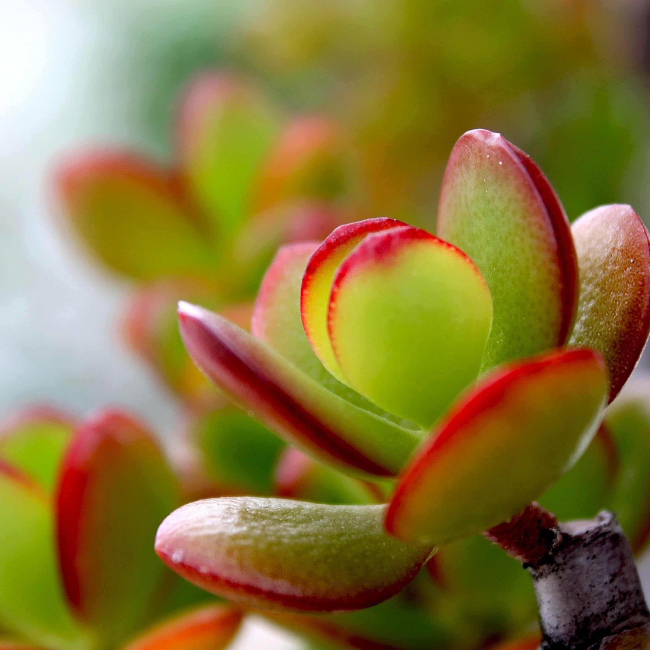 Plant in a Box - Crassula ovata 'Sunset' XL - Zimmerpflanze - Sukkulente - ⌀ 30 cm - Höhe 55-60 cm