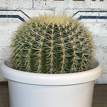 サボテン　金鯱　ヒデ Amazon.co.jp: 現品_KS62＜＞金鯱サボテン 発根済み 30cm前後