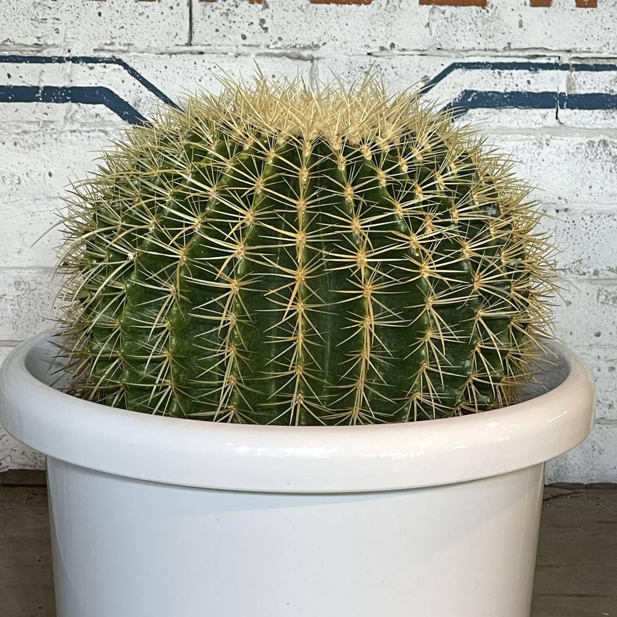 サボテン 金鯱　鉢のまま発送　発根済み　ドライガーデン　約25cm 白い鉢付き サボテン 金鯱 鉢のまま発送 発根済み ドライガーデン 約25cm 白い鉢