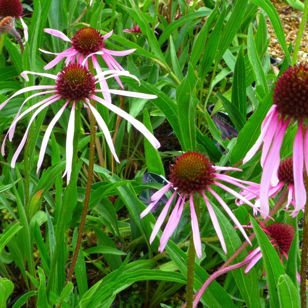 Echinacea Pallida - Delicate Pink Prairie Flowers for Pollinator Gardens 1 Litre Pot x 1 by Thompson & Morgan