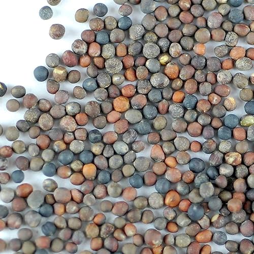 Miniatura 10 de Semillas orgánicas comestibles de brócoli. de Handy Pantry. Semibles comestibles, jardinería, cultivos hidropónicos, orgánicos microverdes, cultivos