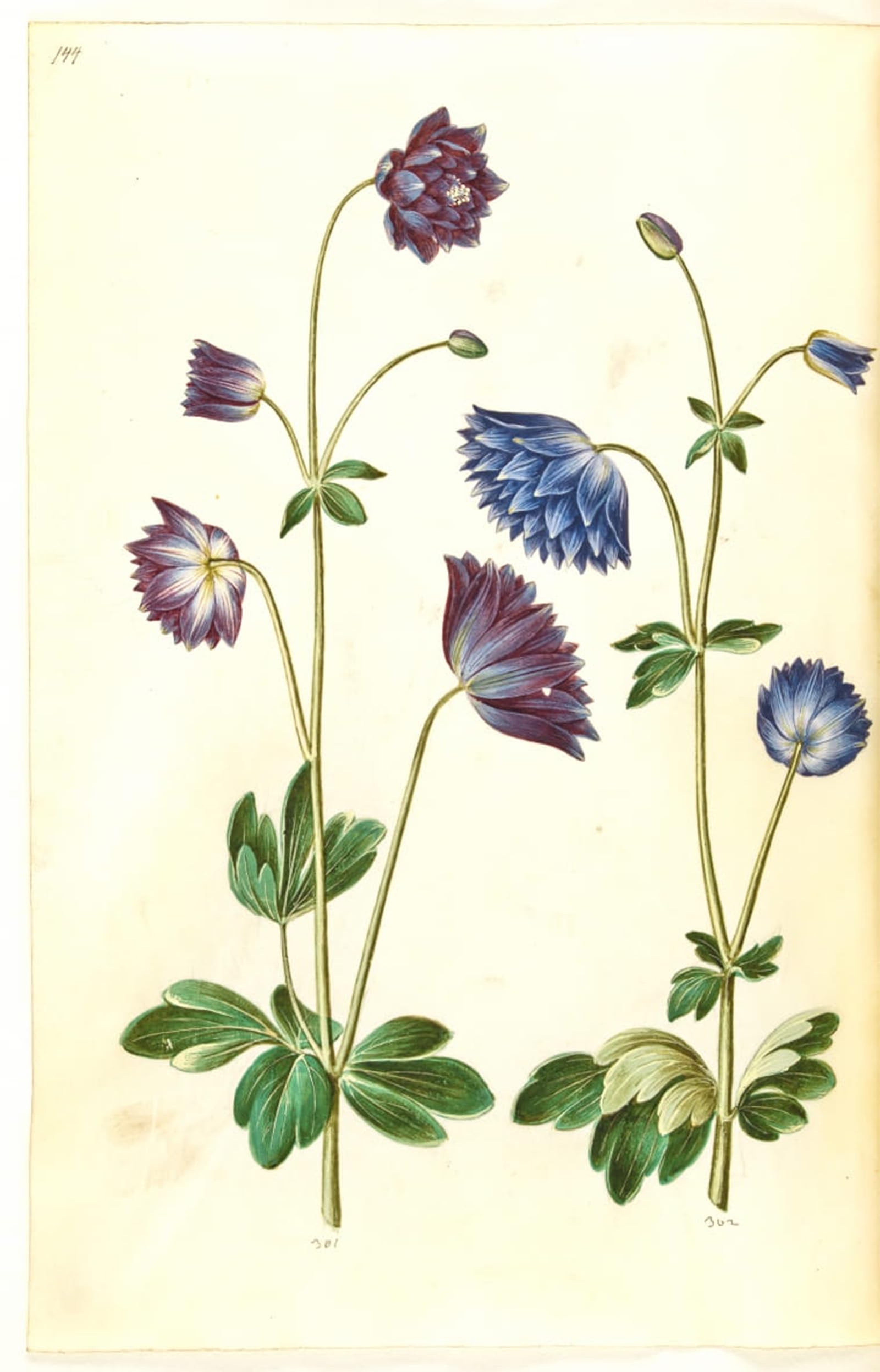 ARTXLXXBN Famous Art Print Poster Vintage Wall Art Aquilegia by Hans Simon Holtzbecker Canvas Art Poster for Home Decor 60x90cm