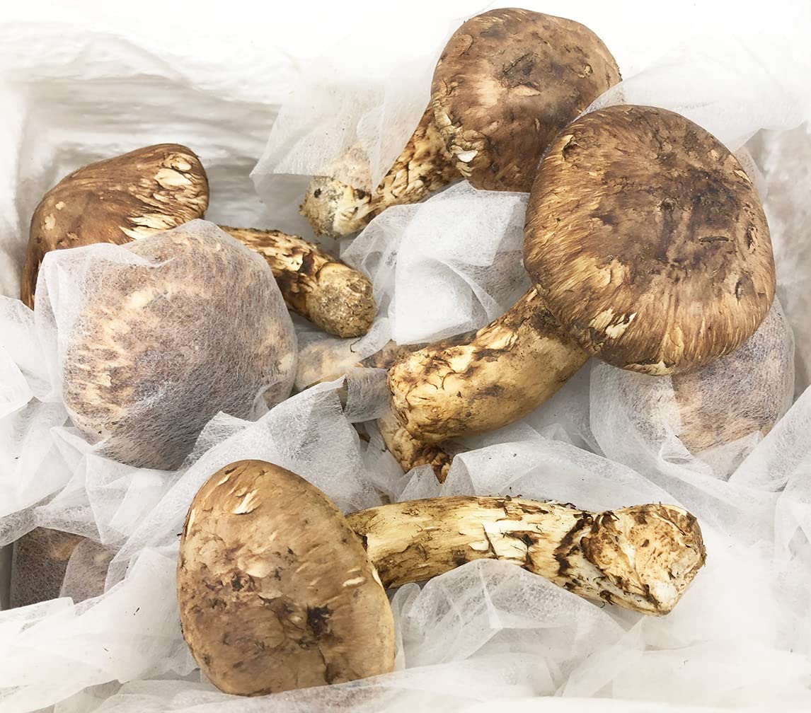 鮮度抜群松茸1キロ箱HBAM中国雲南省シャングリラ産 鮮度抜群松茸1キロ箱HBAM中国雲南省シャングリラ産