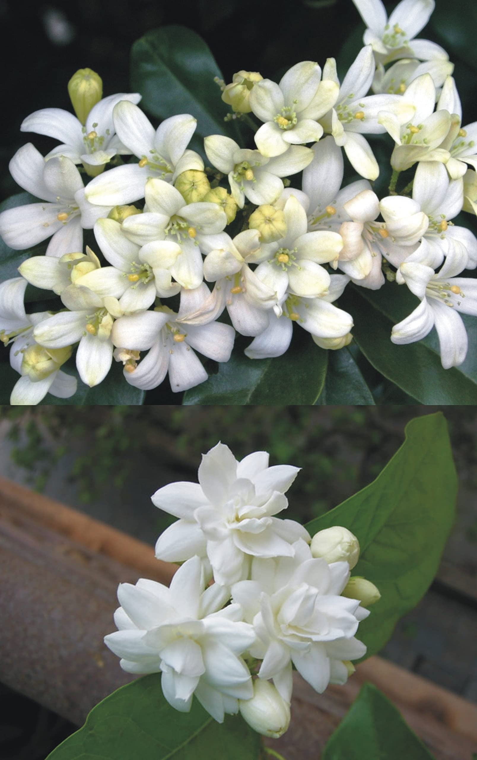 GLOBALPLANTS MURRAYA KAMINI MADHU KAMINI FLOWER LIVE PLANTS (B0B25DMF62) Amazon Price History, Amazon Price Tracker