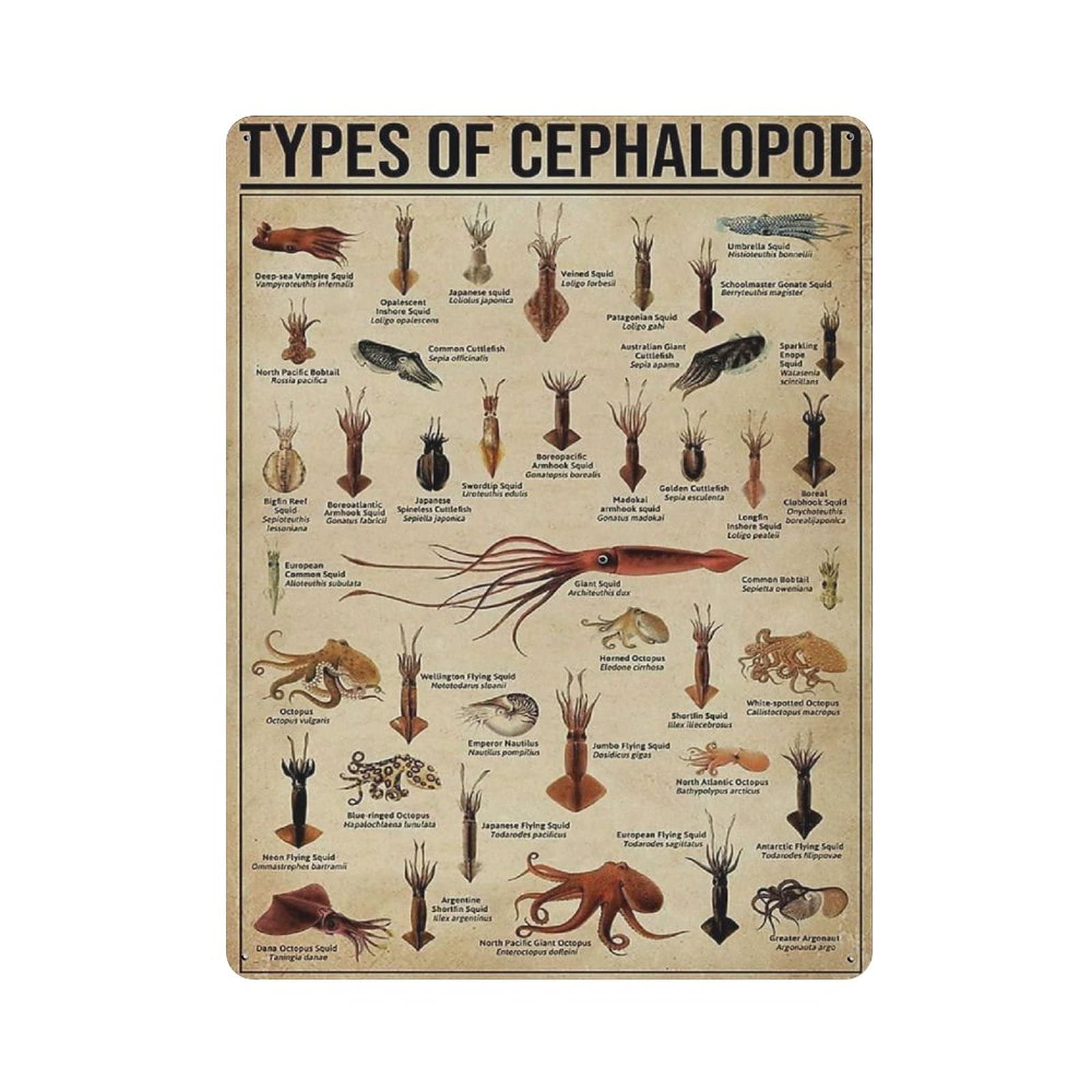 Metal Tin Sign Types Of Cephalopod Knowledge Tin Sign Metal Aluminum Sign Vintage Wall Decor Retro Poster for Bars Restaurants Cafes Pubs Home Decoration 16"x12"