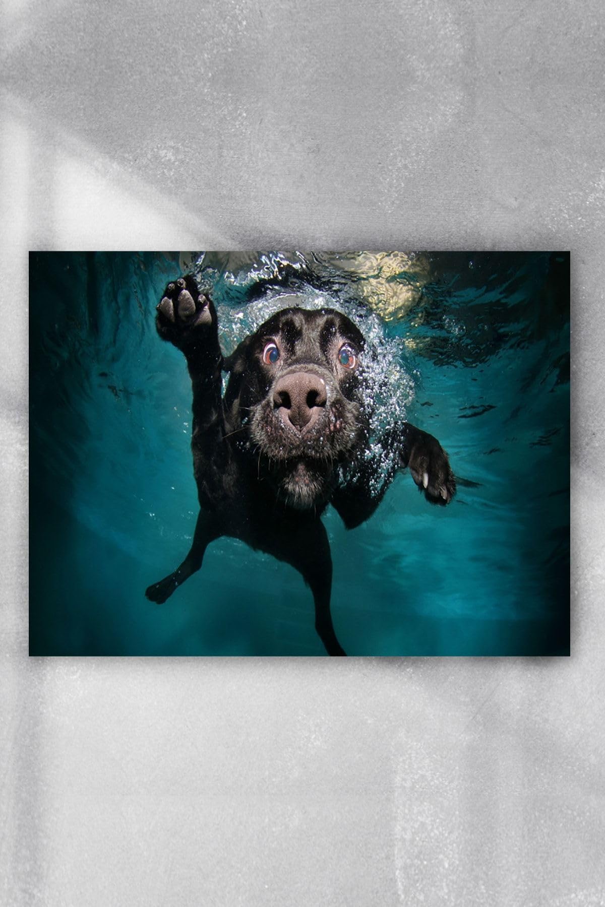 Postermanya (pster9686) Yüzen Köpek Eğlenceli Mizahi Poster (60x90cm)