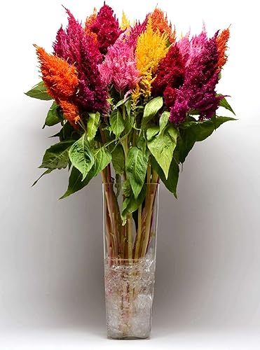 Miniatura 4 de Celosia Plumosa Mix Plumed Cockscomb Woolflower Aproximadamente 200 semillas sin OMG para plantar flores exóticas
