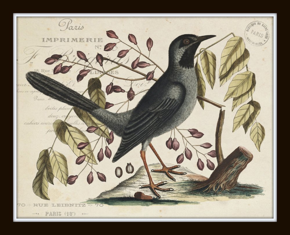 アート・デザイン・音楽 CLASSIC NATURAL HISTORY PRINTS BIRDS Amazon.com: Vintage Bird and Botanical Print Set No.7 Set of