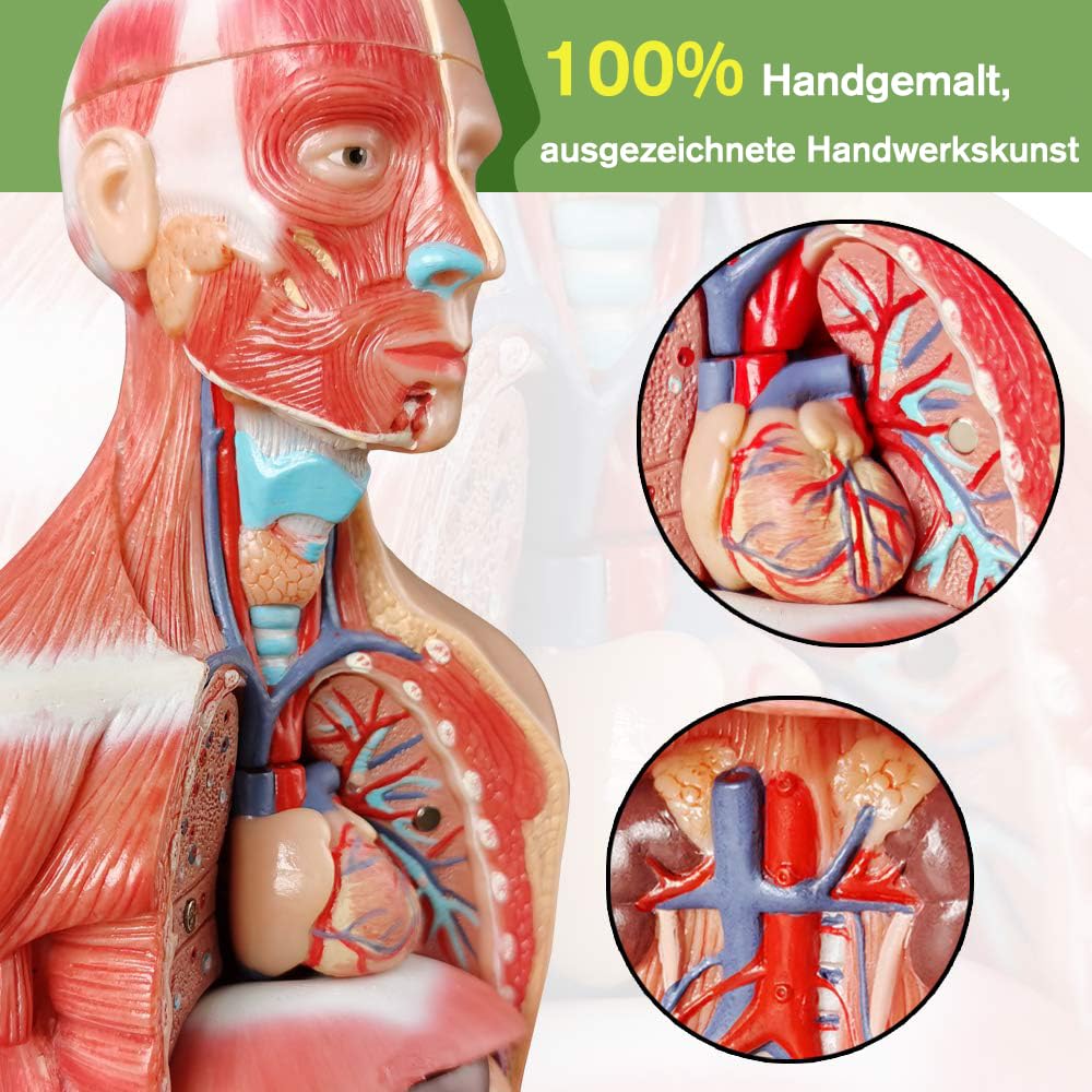 Modello di anatomia, torso, scheletro cuore, mezza misura cranio con cervello, set di 4 mani su strumenti di studio 3D per gli studenti di medicina, kit didattico