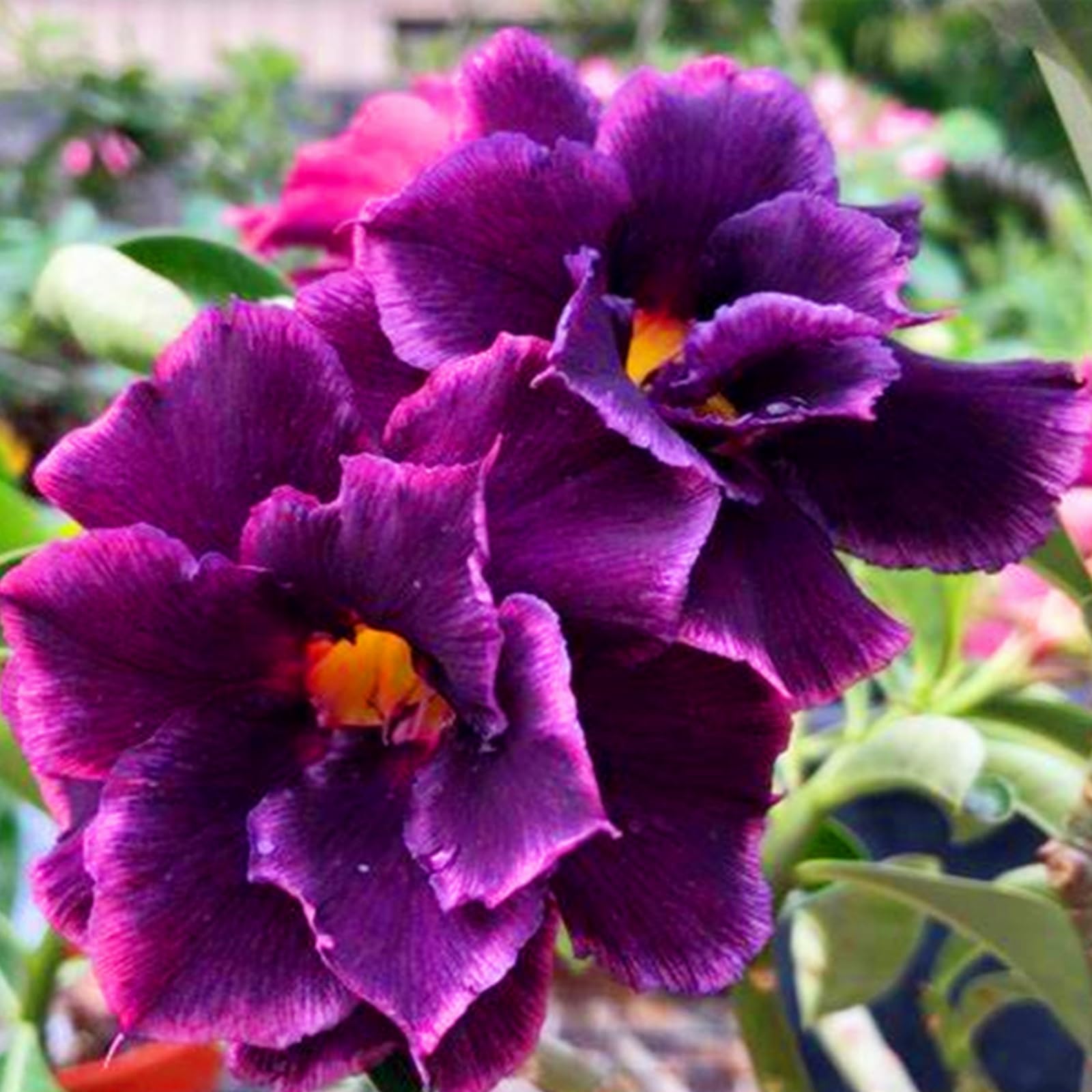 Desert Rose Bulbs,Easy to Plant, Perennial Desert Rose- Fragrant Flowers-Ready to Plant Garden Displays, Ornamental Flowers,-2Bulbs-G