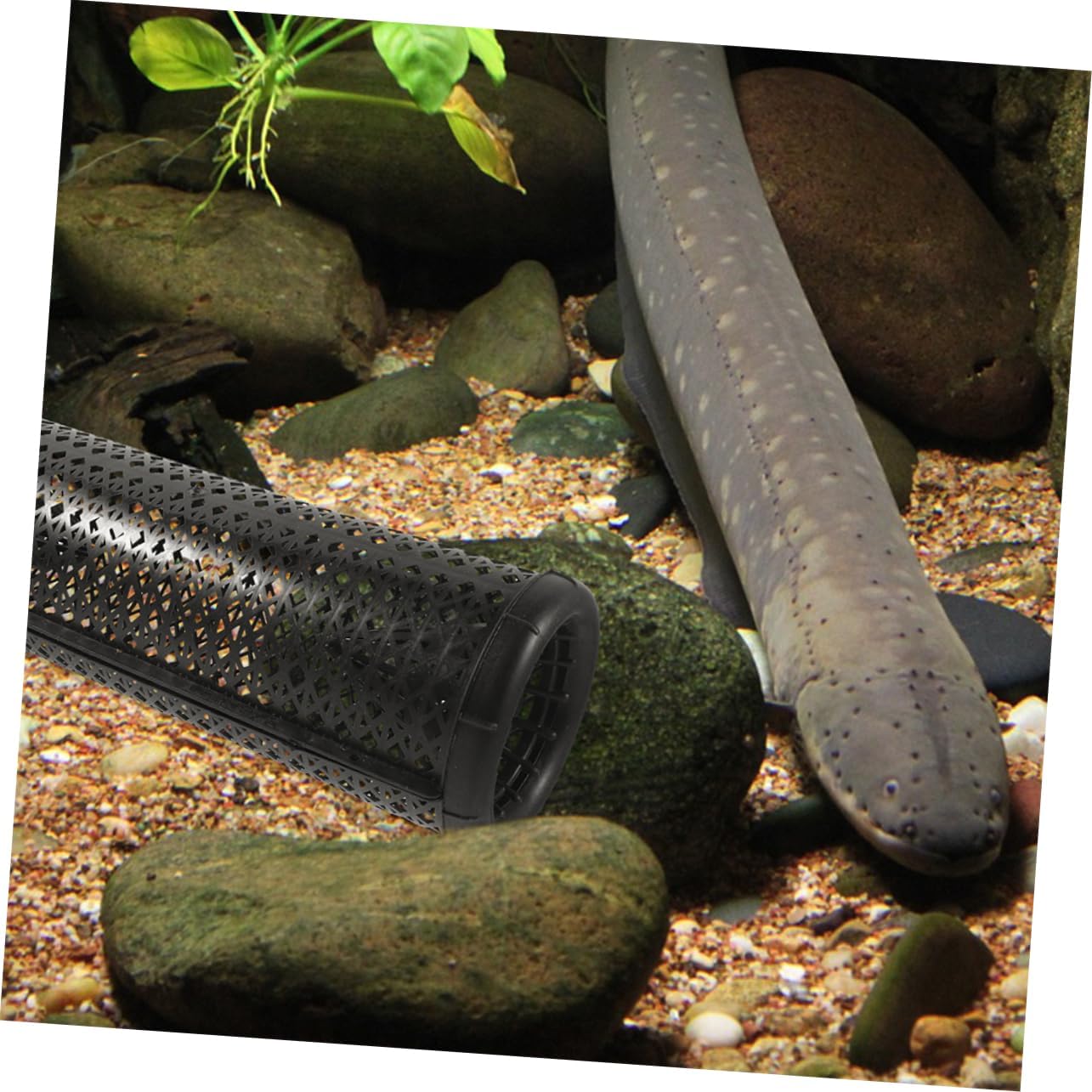 2Pcs Portable Fish Trap Cage for Eels Crawfish and Shrimp Durable Mesh Design for Efficient Fishing Lightweight and Easy to Transport for Outdoor Use
