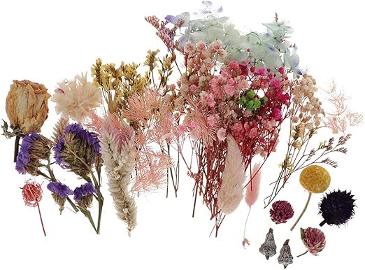 Amazon Co Jp F Fityle 1箱 ドライフラワー 花材 セット 押し花 フラワー 手作り レンジ しおり クラフト カラフル ホーム キッチン