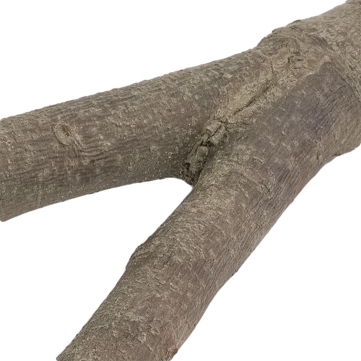 ZONADAH Parrot Perch Natural Y Shape Perch 20cm Bird Swing Birds Stand Grinding Paw Climbing Wood Cage Accessories for Parakeet Cockatiels Budgies Conure Lovebirds Thickness 1-2.5cm - Image 3