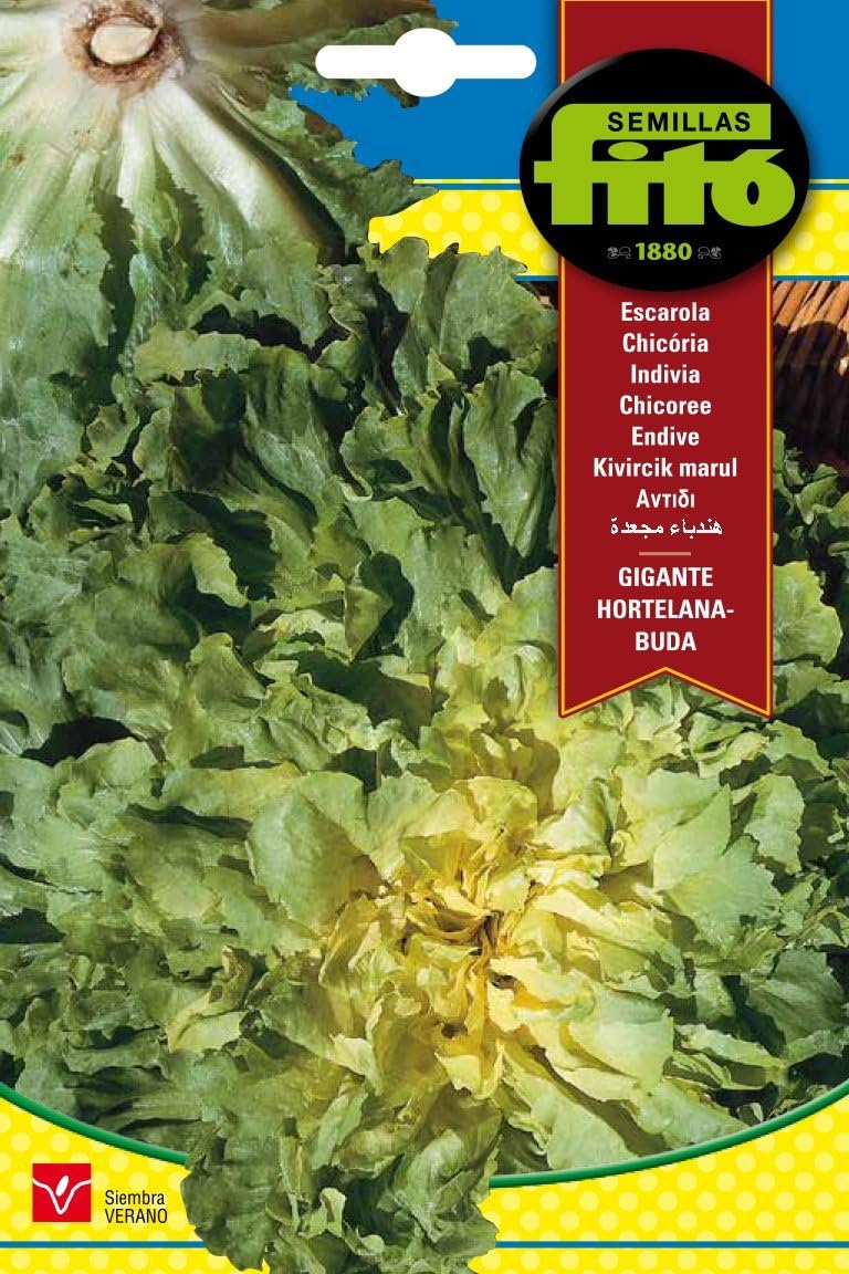 Fito Seed Endive Lettuce (8 g)
