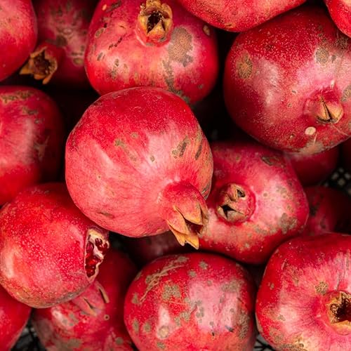 Miniatura 6 de Paquete de 2 plantas vivas de granada en maceta, arbusto de granada roja resistente, para jardines y macetas, raíces completas y fácil de plantar,