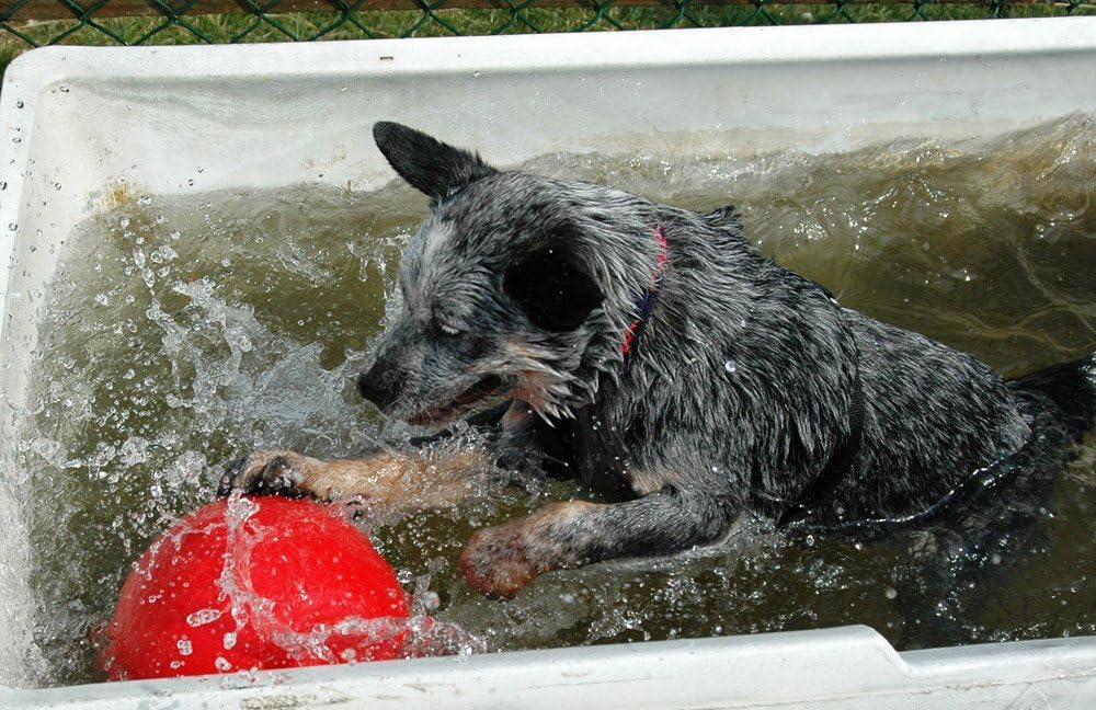 BOOMER BALL - Pelota para perros prácticamente indestructible. Pelota fuerte y duradera que flota en el agua para perros. Balón de fútbol para perros medianos de alta energía (Talla 200 mm)