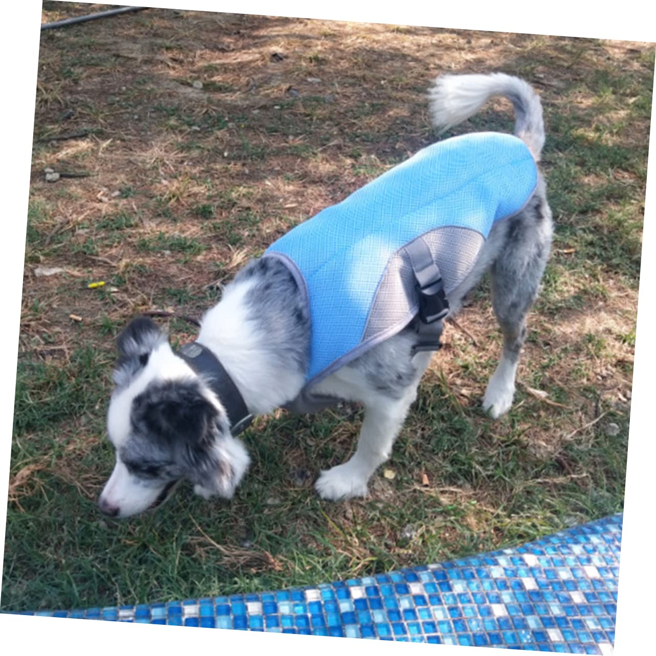Gilet rafraîchissant pour Animaux de Compagnie Manteau d'été Confortable en Maille pour activités de Plein air Taille XL